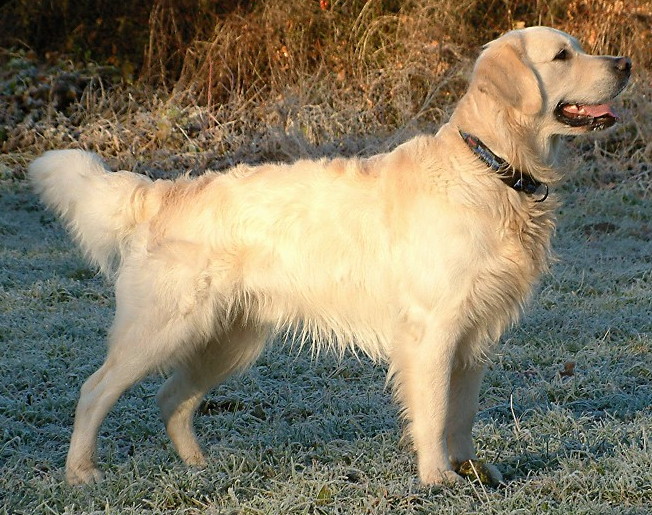 Golden Retreiver